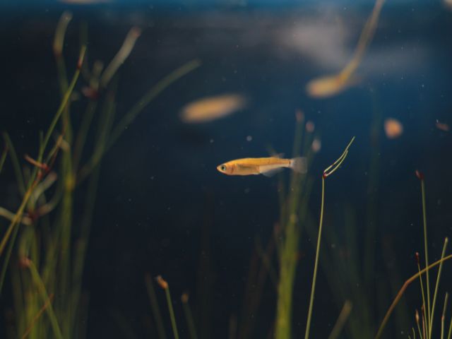 メダカ販売の亀田養魚で出会った特別な仲間